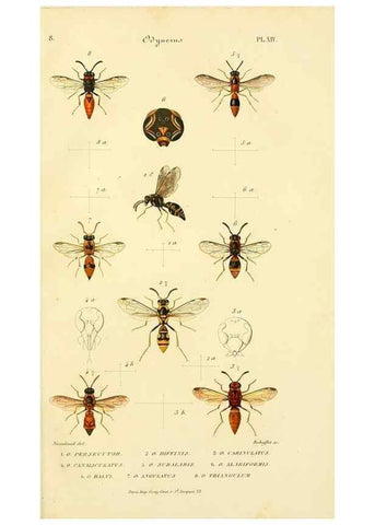 Reproducción/Reproduction 48749659676: Études sur la famille des vespides /. Paris :V. Masson ;1852-1858.. 