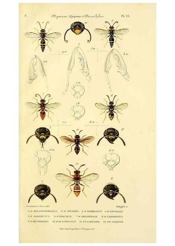 Reproducción/Reproduction 48749660011: Études sur la famille des vespides /. Paris :V. Masson ;1852-1858.. 