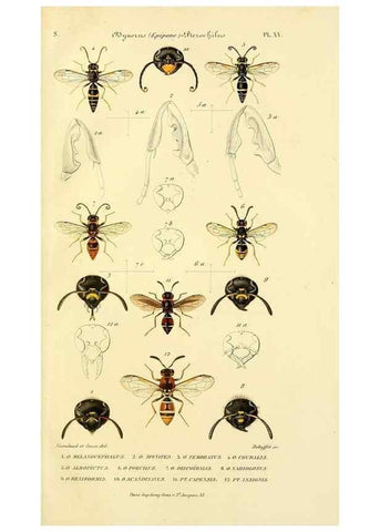 Reproducción/Reproduction 48749660011: Études sur la famille des vespides /. Paris :V. Masson ;1852-1858.. 