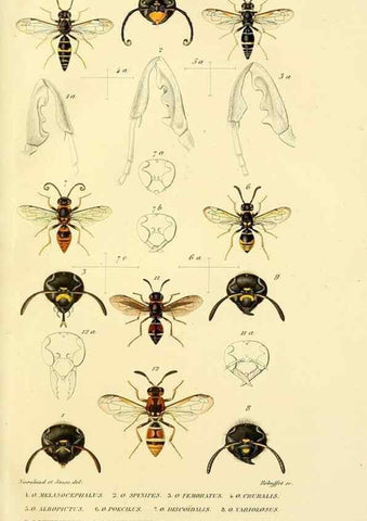 Reproducción/Reproduction 48749660011: Études sur la famille des vespides /. Paris :V. Masson ;1852-1858.. 