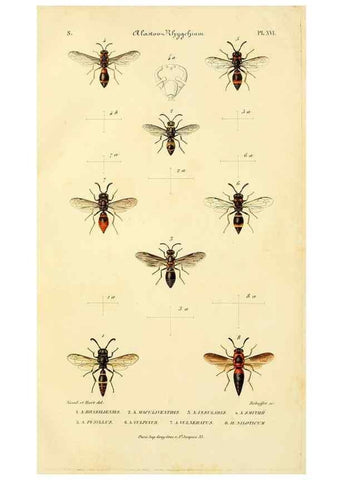 Reproducción/Reproduction 48749660336: Études sur la famille des vespides /. Paris :V. Masson ;1852-1858.. 