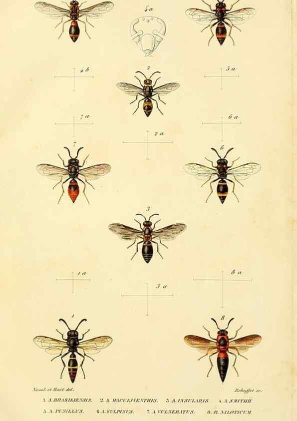 Reproducción/Reproduction 48749660336: Études sur la famille des vespides /. Paris :V. Masson ;1852-1858.. 