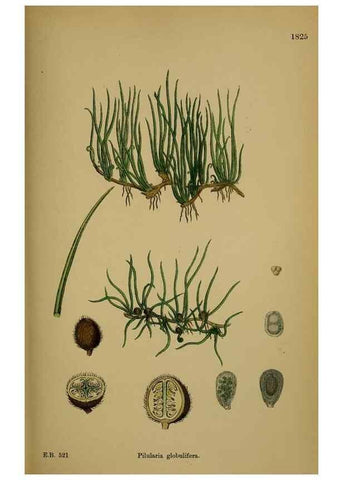 Reproducción/Reproduction 48749976308: English botany, or, Coloured figures of British plants /. London :R. Hardwicke,1863-1886.. 
