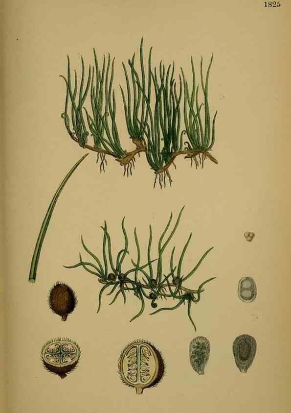 Reproducción/Reproduction 48749976308: English botany, or, Coloured figures of British plants /. London :R. Hardwicke,1863-1886.. 