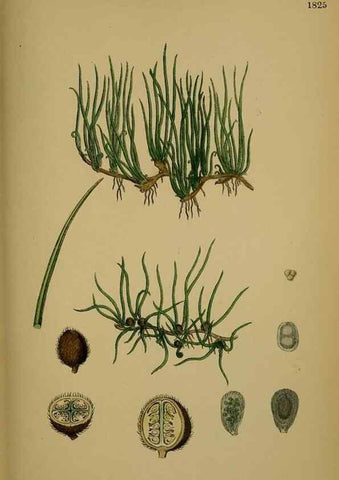 Reproducción/Reproduction 48749976308: English botany, or, Coloured figures of British plants /. London :R. Hardwicke,1863-1886.. 