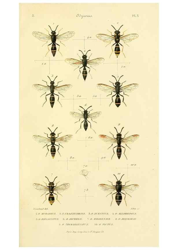 Reproducción/Reproduction 48749844702: Études sur la famille des vespides /. Paris :V. Masson ;1852-1858.. 