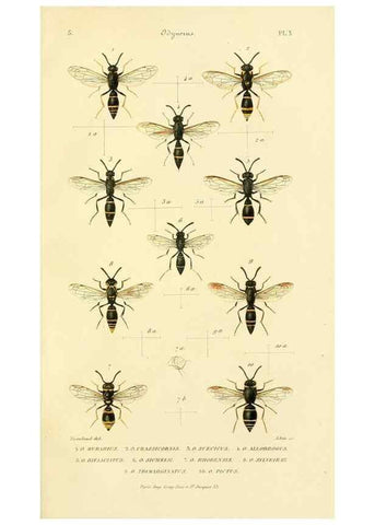 Reproducción/Reproduction 48749844702: Études sur la famille des vespides /. Paris :V. Masson ;1852-1858.. 