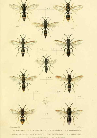 Reproducción/Reproduction 48749844702: Études sur la famille des vespides /. Paris :V. Masson ;1852-1858.. 