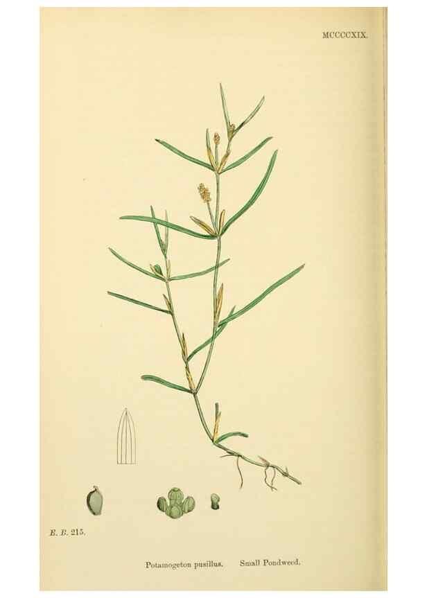 Reproducción/Reproduction 48753835101: English botany, or, Coloured figures of British plants /. London :R. Hardwicke,1863-1886.. 