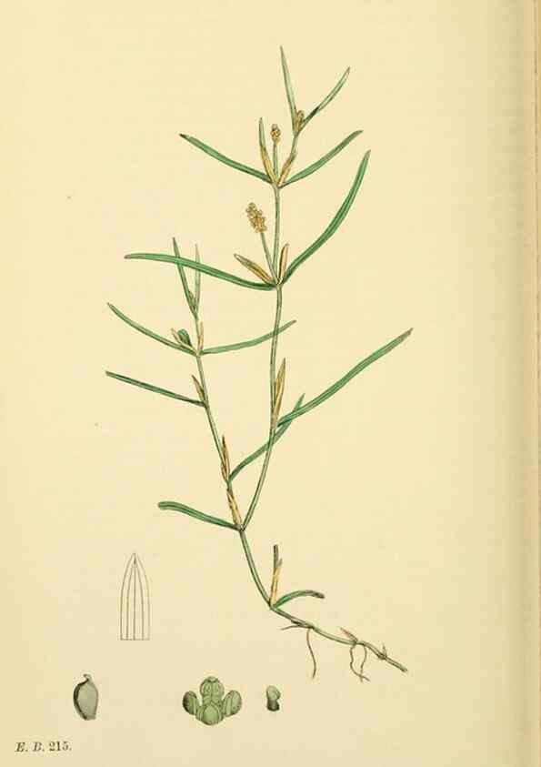 Reproducción/Reproduction 48753835101: English botany, or, Coloured figures of British plants /. London :R. Hardwicke,1863-1886.. 