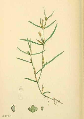 Reproducción/Reproduction 48753835101: English botany, or, Coloured figures of British plants /. London :R. Hardwicke,1863-1886.. 