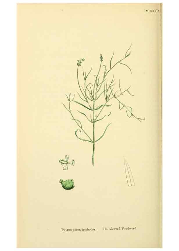 Reproducción/Reproduction 48753835301: English botany, or, Coloured figures of British plants /. London :R. Hardwicke,1863-1886.. 