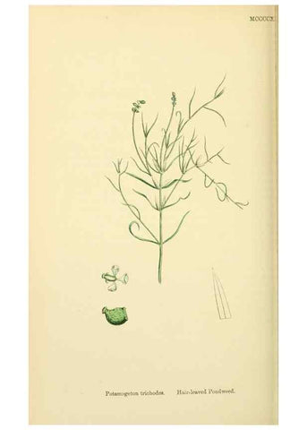 Reproducción/Reproduction 48753835301: English botany, or, Coloured figures of British plants /. London :R. Hardwicke,1863-1886.. 