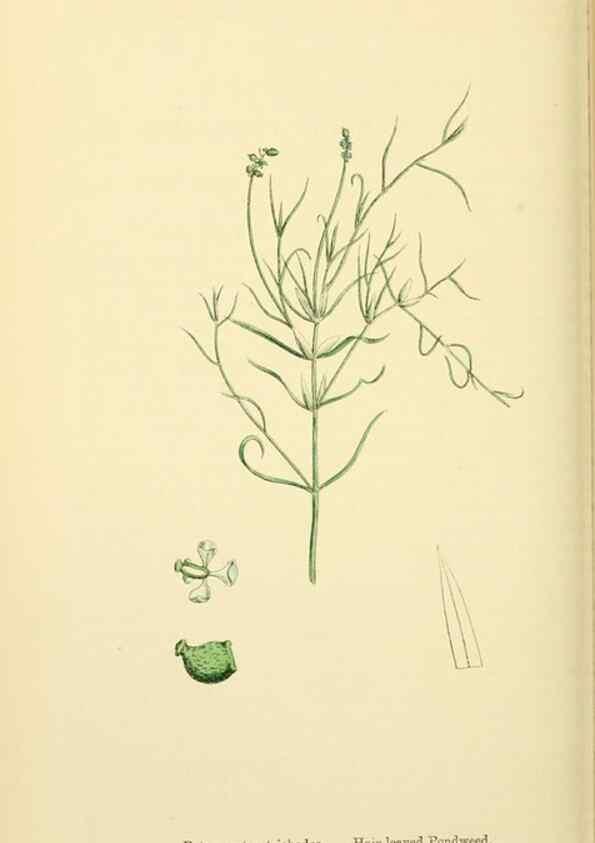 Reproducción/Reproduction 48753835301: English botany, or, Coloured figures of British plants /. London :R. Hardwicke,1863-1886.. 