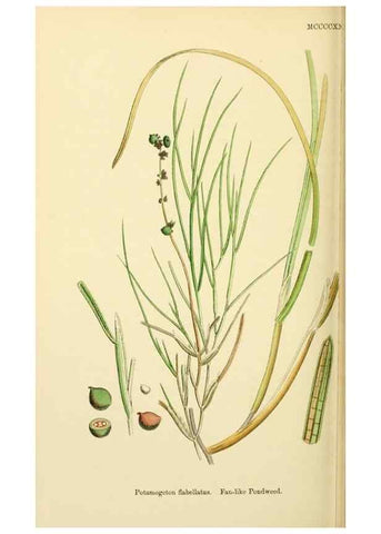 Reproducción/Reproduction 48753510548: English botany, or, Coloured figures of British plants /. London :R. Hardwicke,1863-1886.. 