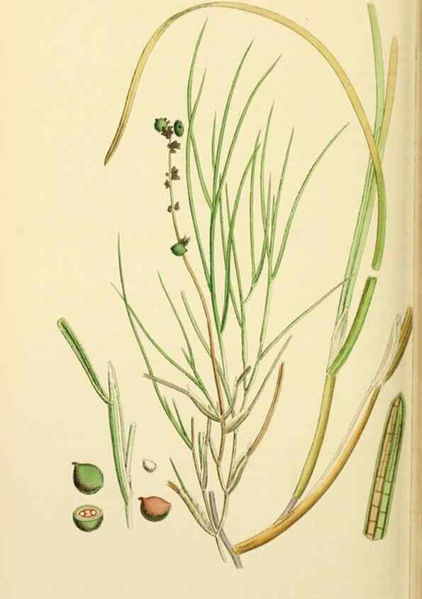 Reproducción/Reproduction 48753510548: English botany, or, Coloured figures of British plants /. London :R. Hardwicke,1863-1886.. 