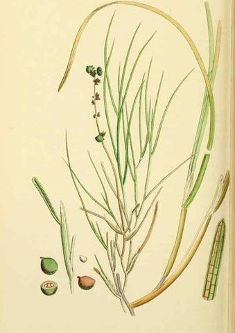 Reproducción/Reproduction 48753510548: English botany, or, Coloured figures of British plants /. London :R. Hardwicke,1863-1886.. 