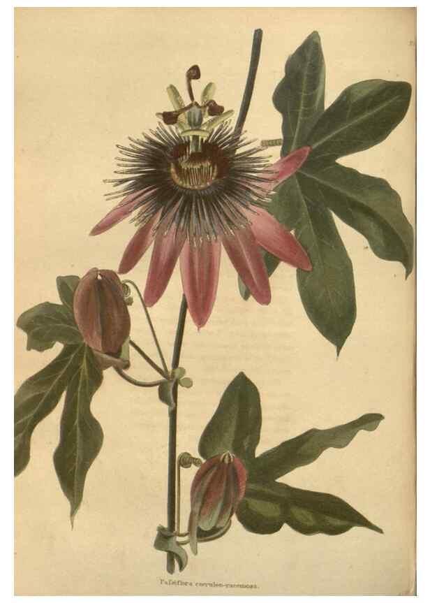 Reproducción/Reproduction 48754068841: The botanical cabinet. London :John & Arthur Arch ...,1817-1833.. 