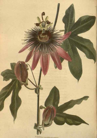 Reproducción/Reproduction 48754068841: The botanical cabinet. London :John & Arthur Arch ...,1817-1833.. 
