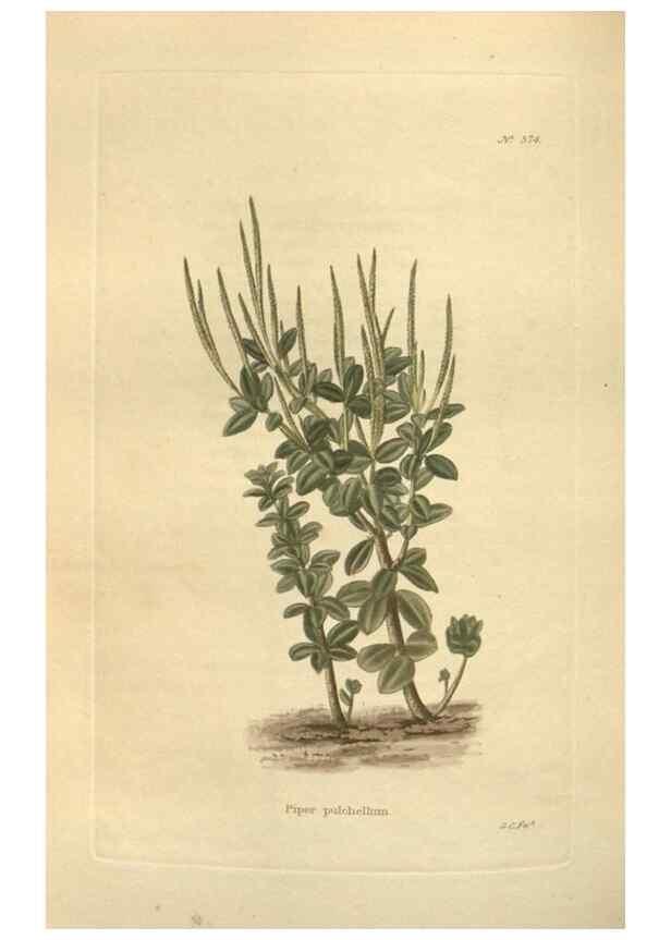 Reproducción/Reproduction 48753745208: The botanical cabinet. London :John & Arthur Arch ...,1817-1833.. 