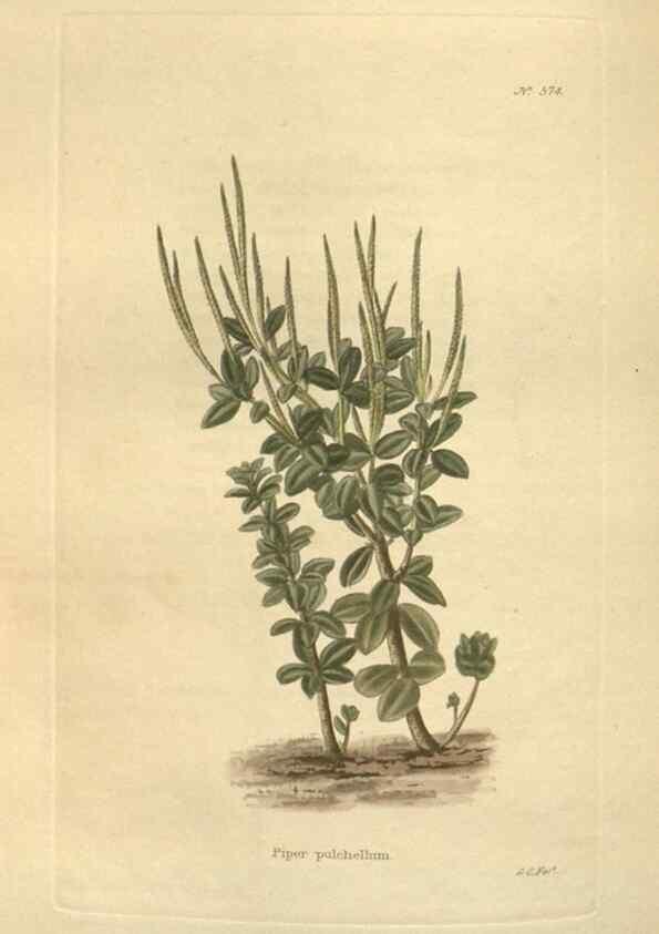 Reproducción/Reproduction 48753745208: The botanical cabinet. London :John & Arthur Arch ...,1817-1833.. 