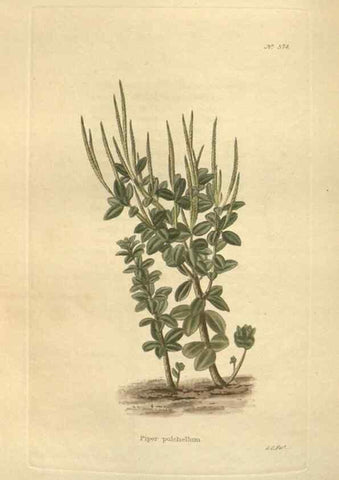 Reproducción/Reproduction 48753745208: The botanical cabinet. London :John & Arthur Arch ...,1817-1833.. 