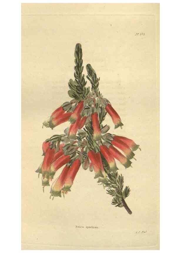 Reproducción/Reproduction 48754260002: The botanical cabinet. London :John & Arthur Arch ...,1817-1833.. 