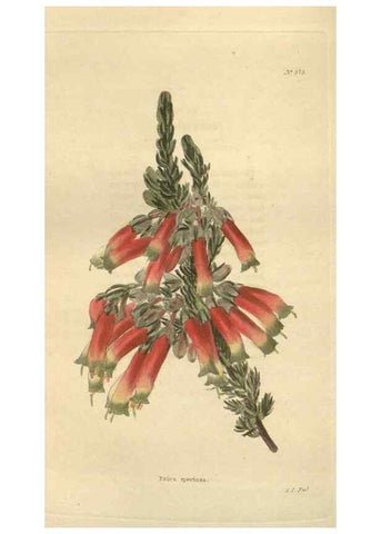 Reproducción/Reproduction 48754260002: The botanical cabinet. London :John & Arthur Arch ...,1817-1833.. 