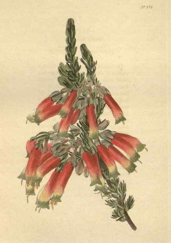 Reproducción/Reproduction 48754260002: The botanical cabinet. London :John & Arthur Arch ...,1817-1833.. 