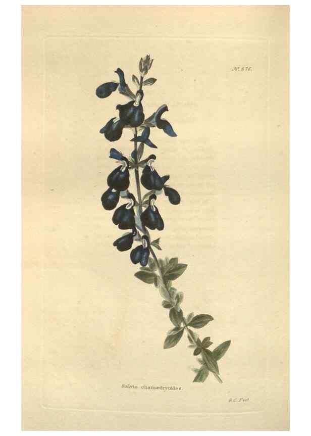 Reproducción/Reproduction 48754260312: The botanical cabinet. London :John & Arthur Arch ...,1817-1833.. 