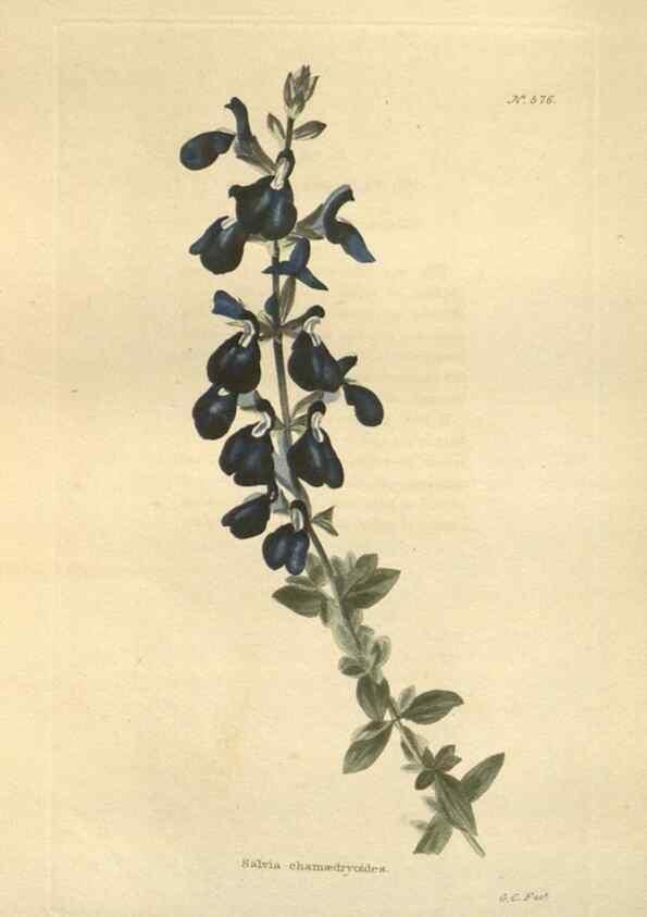 Reproducción/Reproduction 48754260312: The botanical cabinet. London :John & Arthur Arch ...,1817-1833.. 