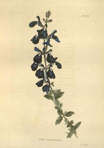 Reproducción/Reproduction 48754260312: The botanical cabinet. London :John & Arthur Arch ...,1817-1833.. 