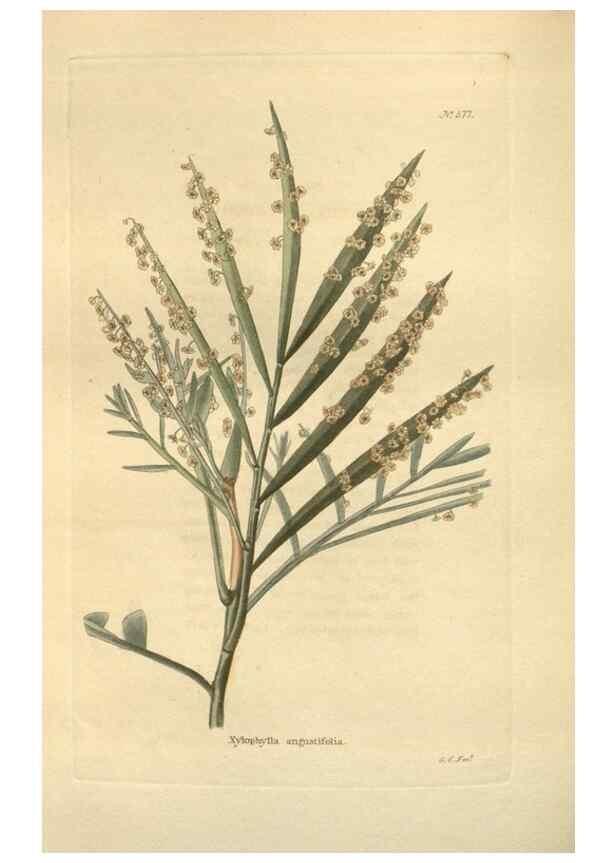 Reproducción/Reproduction 48754069896: The botanical cabinet. London :John & Arthur Arch ...,1817-1833.. 