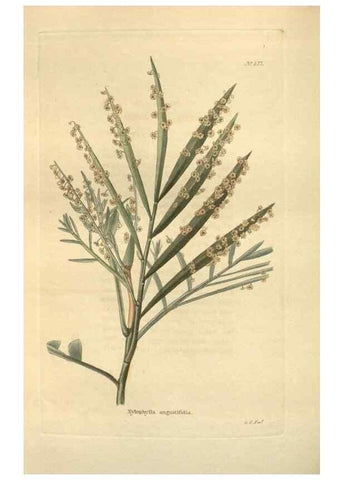 Reproducción/Reproduction 48754069896: The botanical cabinet. London :John & Arthur Arch ...,1817-1833.. 