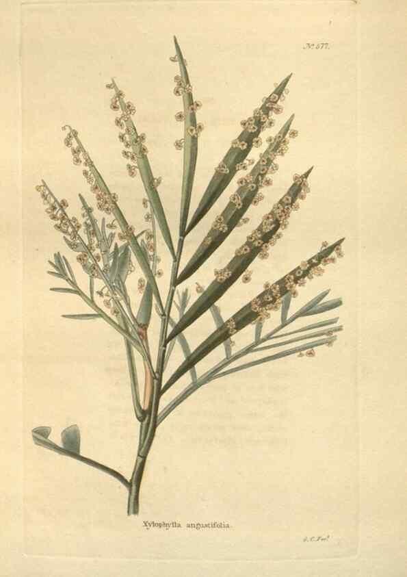 Reproducción/Reproduction 48754069896: The botanical cabinet. London :John & Arthur Arch ...,1817-1833.. 