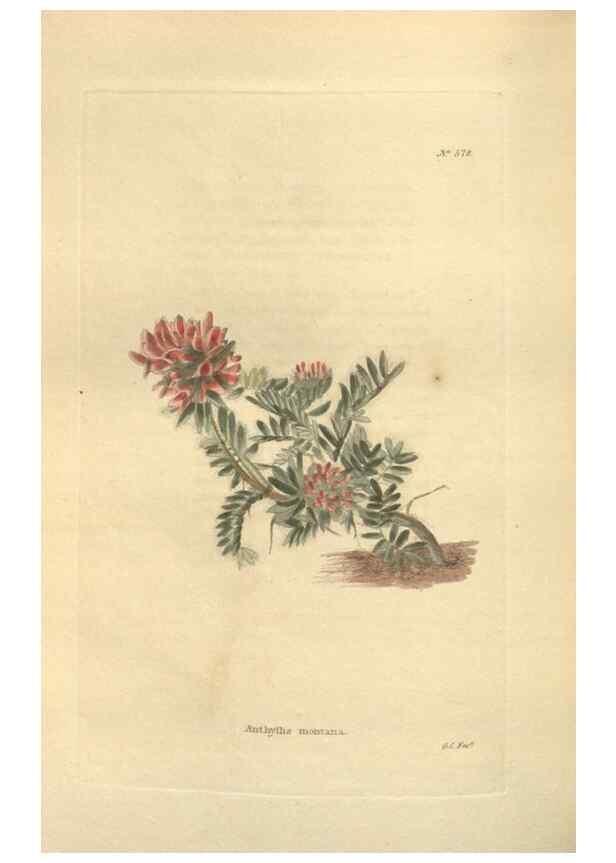 Reproducción/Reproduction 48753746383: The botanical cabinet. London :John & Arthur Arch ...,1817-1833.. 