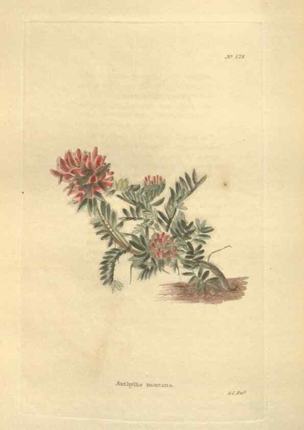 Reproducción/Reproduction 48753746383: The botanical cabinet. London :John & Arthur Arch ...,1817-1833.. 