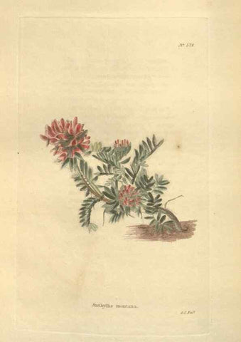 Reproducción/Reproduction 48753746383: The botanical cabinet. London :John & Arthur Arch ...,1817-1833.. 