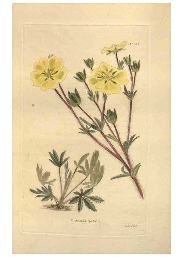 Reproducción/Reproduction 48754261187: The botanical cabinet. London :John & Arthur Arch ...,1817-1833.. 