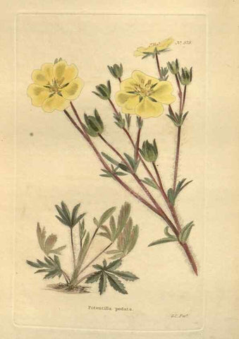 Reproducción/Reproduction 48754261187: The botanical cabinet. London :John & Arthur Arch ...,1817-1833.. 