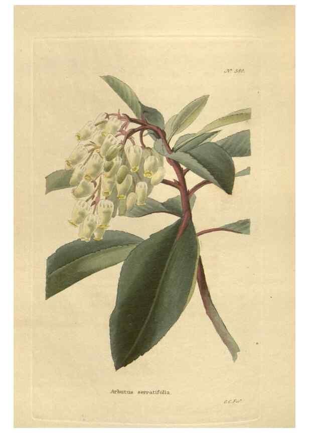 Reproducción/Reproduction 48753746888: The botanical cabinet. London :John & Arthur Arch ...,1817-1833.. 