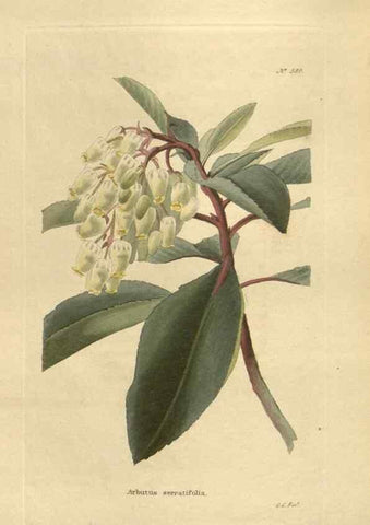 Reproducción/Reproduction 48753746888: The botanical cabinet. London :John & Arthur Arch ...,1817-1833.. 