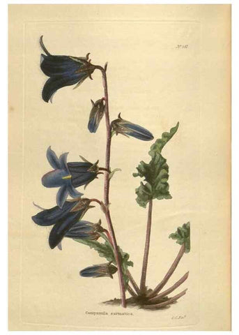 Reproducción/Reproduction 48754070946: The botanical cabinet. London :John & Arthur Arch ...,1817-1833.. 