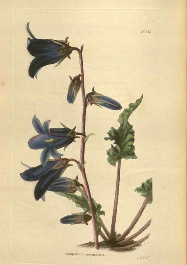 Reproducción/Reproduction 48754070946: The botanical cabinet. London :John & Arthur Arch ...,1817-1833.. 