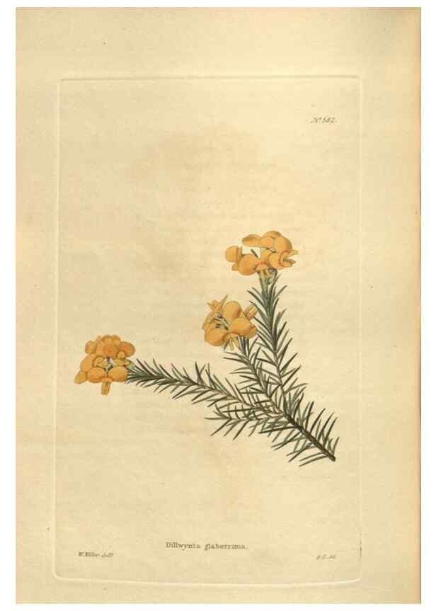 Reproducción/Reproduction 48754262002: The botanical cabinet. London :John & Arthur Arch ...,1817-1833.. 