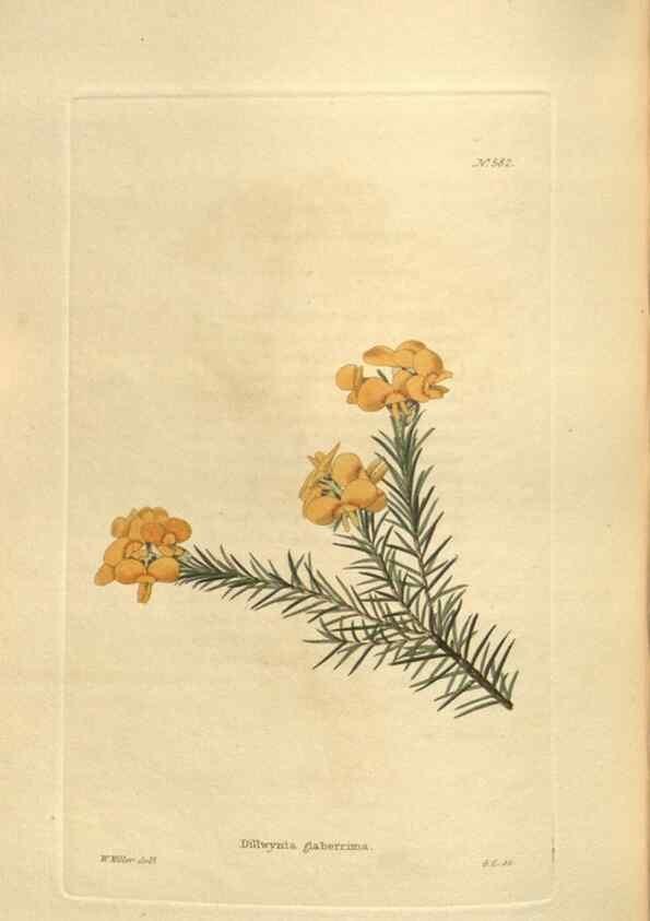 Reproducción/Reproduction 48754262002: The botanical cabinet. London :John & Arthur Arch ...,1817-1833.. 