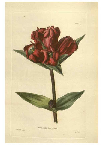 Reproducción/Reproduction 48754262302: The botanical cabinet. London :John & Arthur Arch ...,1817-1833.. 