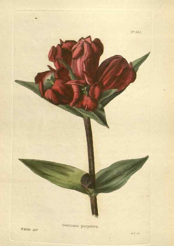 Reproducción/Reproduction 48754262302: The botanical cabinet. London :John & Arthur Arch ...,1817-1833.. 