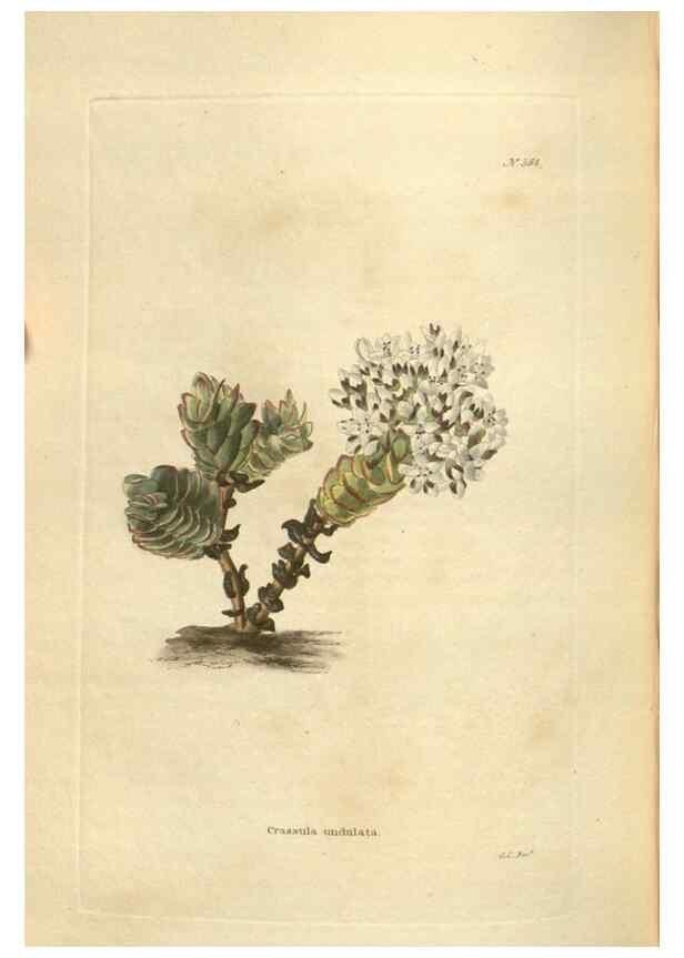 Reproducción/Reproduction 48754262592: The botanical cabinet. London :John & Arthur Arch ...,1817-1833.. 