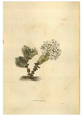 Reproducción/Reproduction 48754262592: The botanical cabinet. London :John & Arthur Arch ...,1817-1833.. 